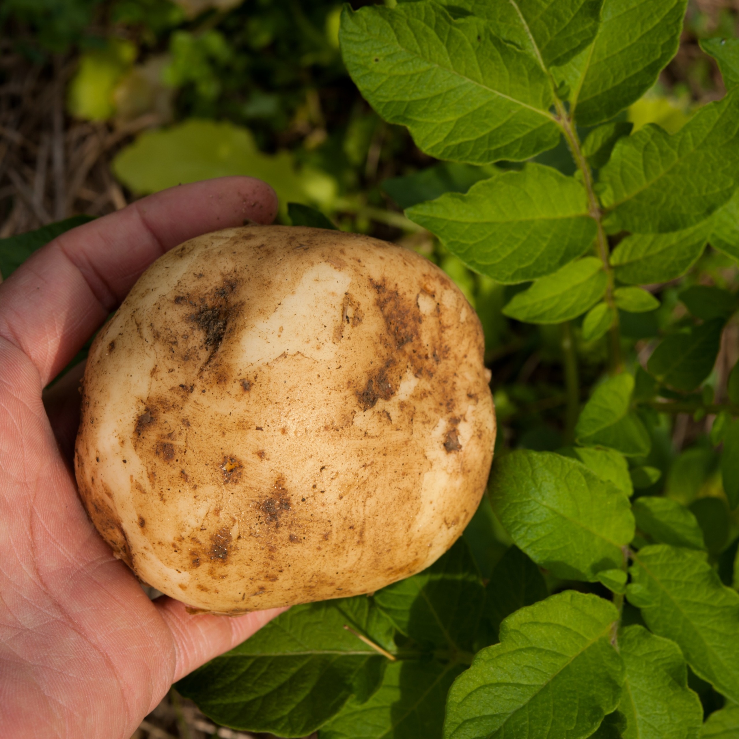 十勝の秋の味覚野菜詰め合わせ（ごぼじゃがセット）【2026年秋出荷】（先行受付）【工房みみずく】"北海道 十勝 豊頃町"