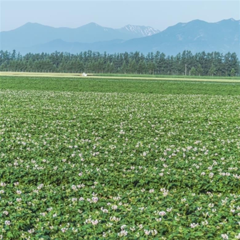 十勝野じゃがいも きたあかり10kg【2025年産】（先行受付）［按田農場］"北海道 十勝 豊頃町"