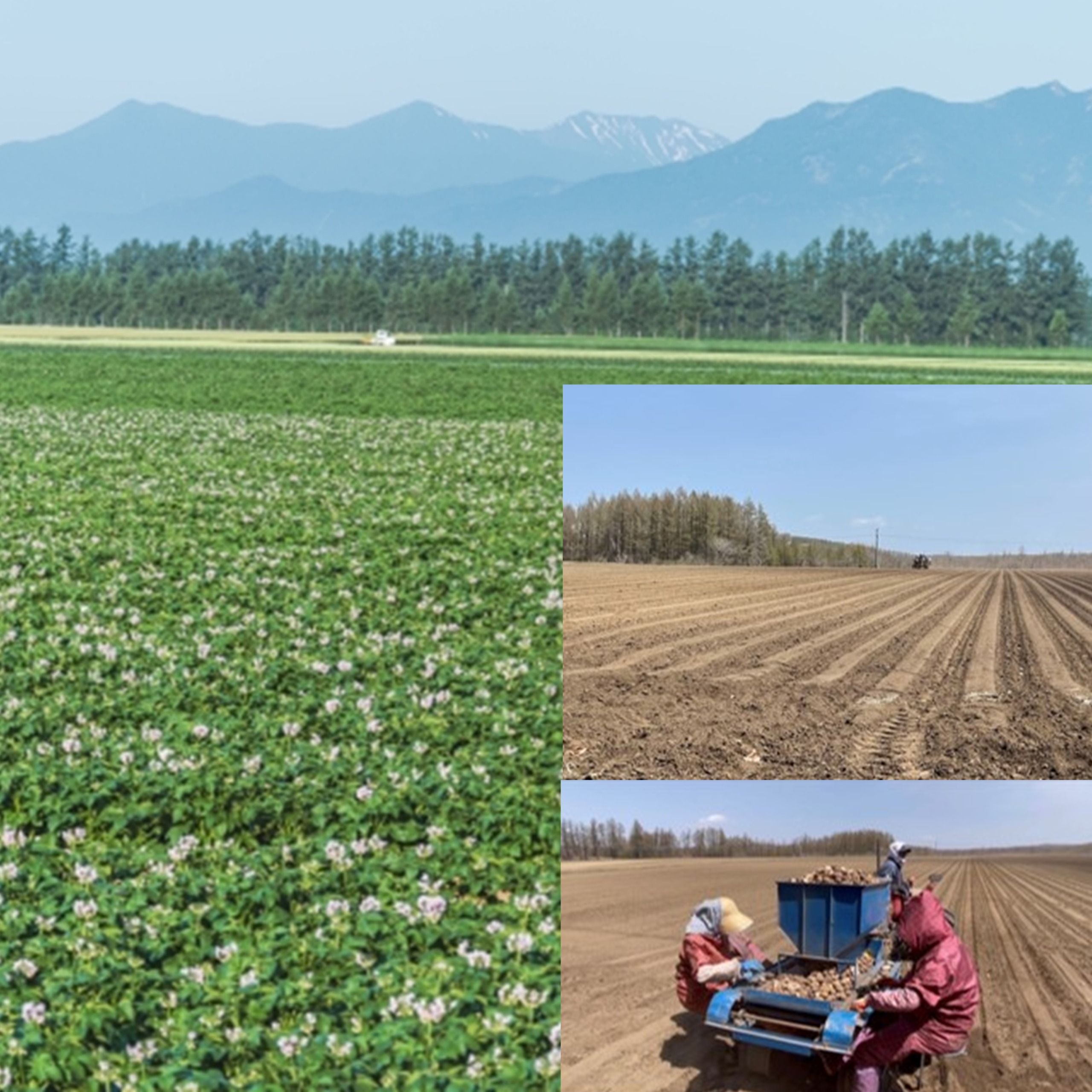 十勝野じゃがいもきたあかり10kg 【2026年秋出荷】（先行受付）［按田農場］"北海道 十勝 豊頃町"