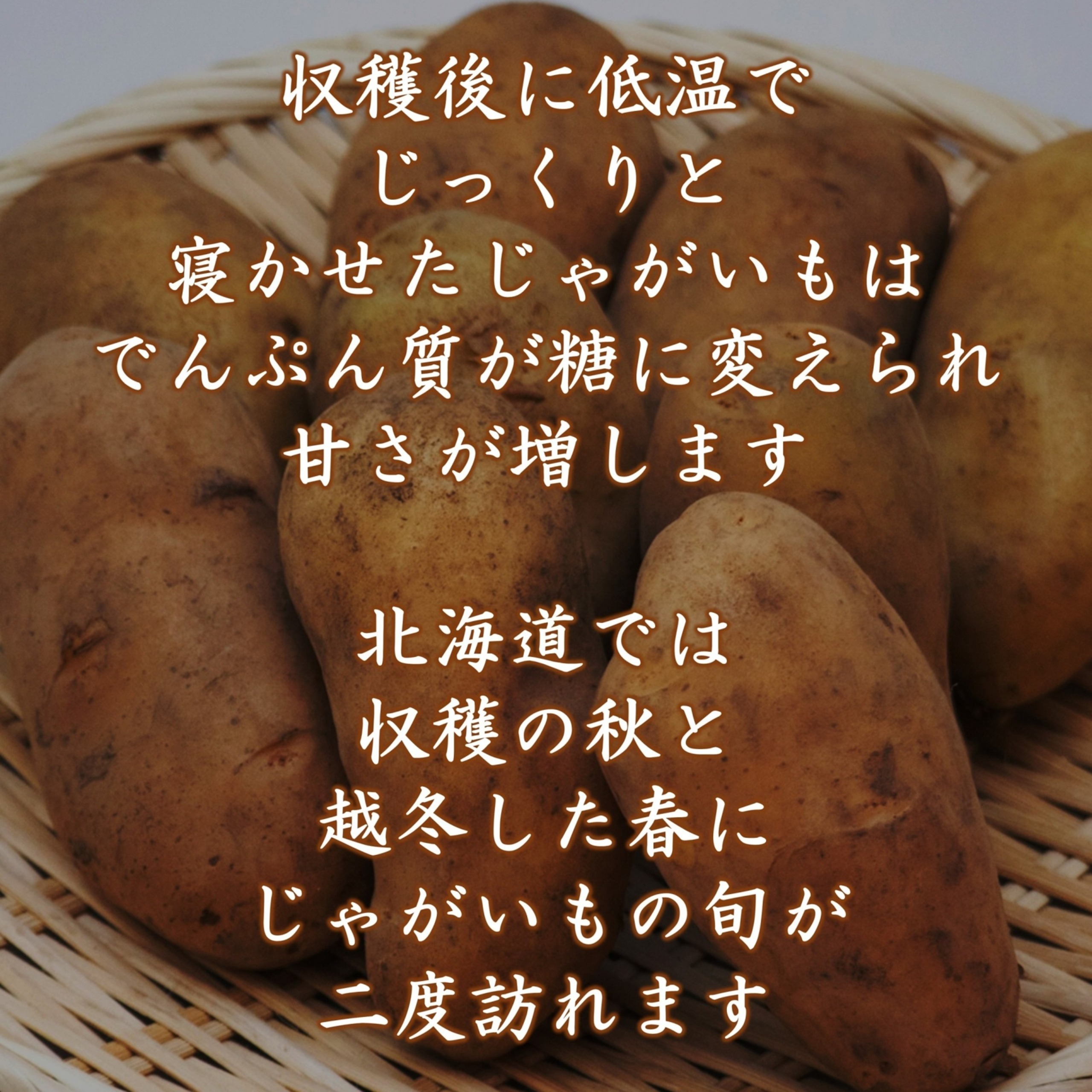 越冬十勝野じゃがいも詰合せセット10kg（きたあかり・メークイン）【2026年春出荷】（先行受付）［按田農場］"北海道 十勝 豊頃町"