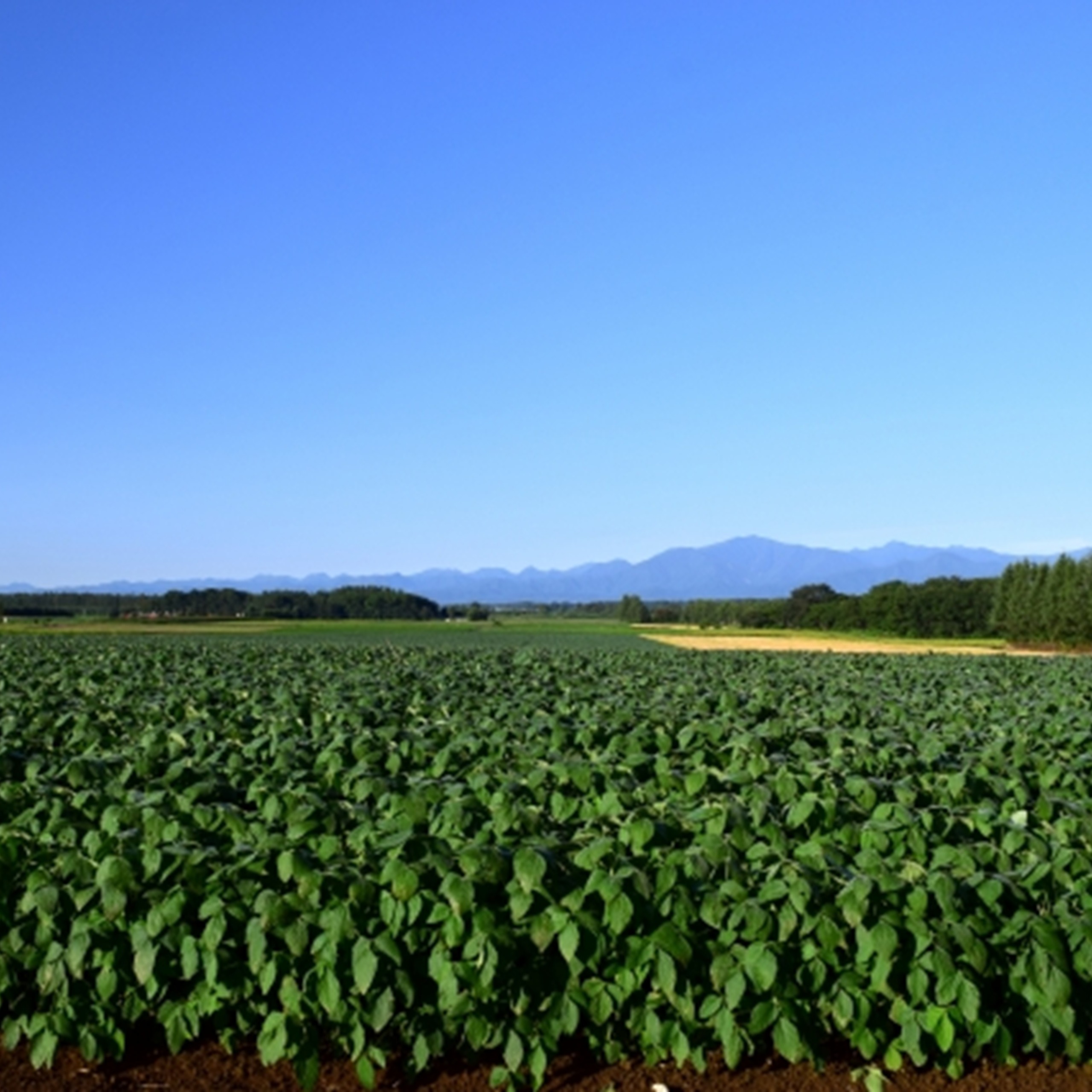 十勝豊頃産小豆1.6㎏（エリモショウズ）【2026年秋出荷】（先行受付）［松崎農場］"北海道 十勝 豊頃町"