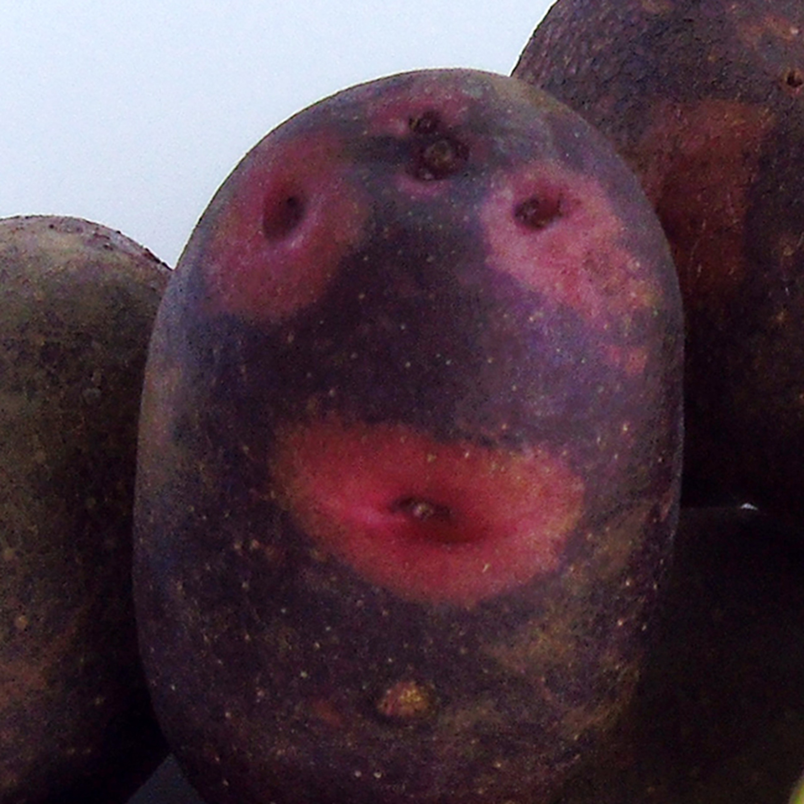 北海道十勝豊頃産デストロイヤー５kg 【2026年秋出荷】（先行受付）［安田農場］"北海道 十勝 豊頃町"