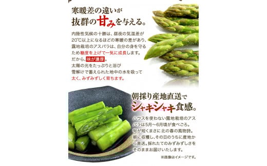 北海道十勝 露地栽培 朝採り直送「季節限定！朝採りアスパラ 2.1kg」 本別町農業協同組合 先行予約 アスパラガス 露地---hsh_caspara_q5_23_13500_2100g---st-p