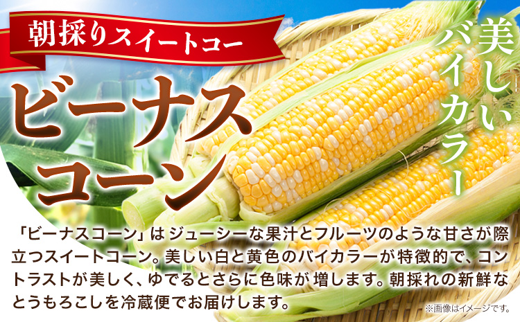 【先行予約】朝採り とうもろこし ビーナスコーン スイートコーン 20本 《2026年8月上旬-8月末頃出荷予定》山下農場 バイカラー 大粒 コーン トウモロコシ 送料無料 北海道 本別町北海道 十勝 本別町産 冷蔵便 甘い---hsh_cynbksk_ac_26_14000_20p---