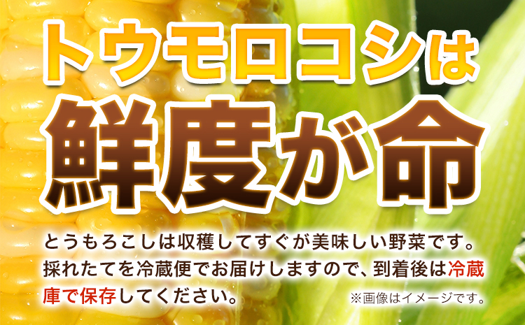 極甘とうもろこし ピーターコーン 20本 特大サイズ(1本380g以上) 高橋賢三【先行予約】《2025年8月上旬-9月中旬頃出荷》 送料無料 北海道 本別町 北海道 十勝 本別町産 極甘 特大 とうもろこし バイカラー フルーティー とうきび 先行予約　トウモロコシ 高糖度 夏野菜 旬 ---hsh_cctkkk_a89_26_12500_20---