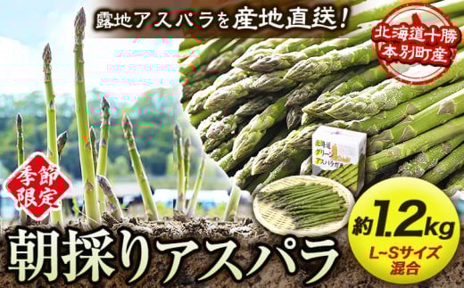 北海道十勝 露地栽培 朝採り直送「季節限定！朝採りアスパラ 1.2kg」本別町農業協同組合 先行予約 アスパラガス 露地 ---hsh_caspara_q5_23_10500_1200g---st-p