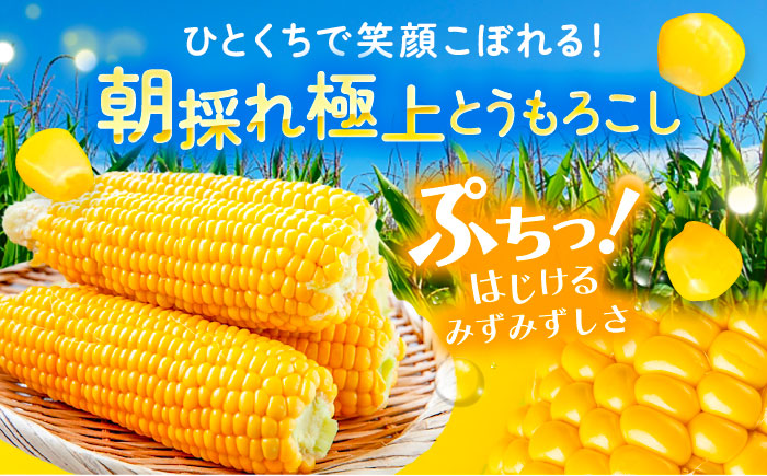 【先行予約】北海道 朝もぎ とうもろこし 15本【8月上旬以降発送】（恵味ゴールド）《足寄町》【党崎農場】 [BEAA004]