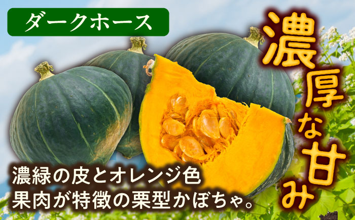 北海道 かぼちゃ ダークホース 2個 《足寄町》【足寄アグリバイオ株式会社】[BEAC009]
