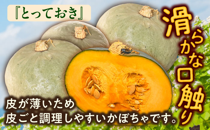 北海道 かぼちゃ とっておき 2個 《足寄町》【足寄アグリバイオ株式会社】 かぼちゃ カボチャ とっておき ハロウィン グラタン スープ 旬 新鮮 北海道産 道産 寒冷地 あしょろ [BEAC010]