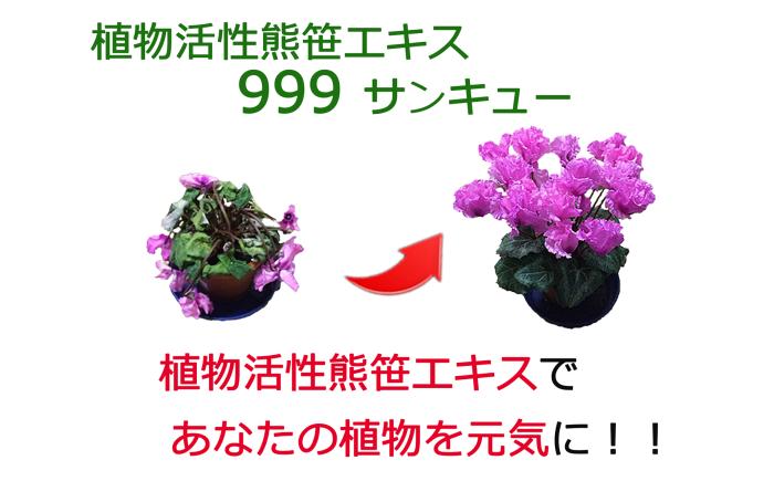 植物活性熊笹エキス 999サンキュー 100ml×13本《足寄町》【株式会社北のささ】 肥料 [BEAR012]