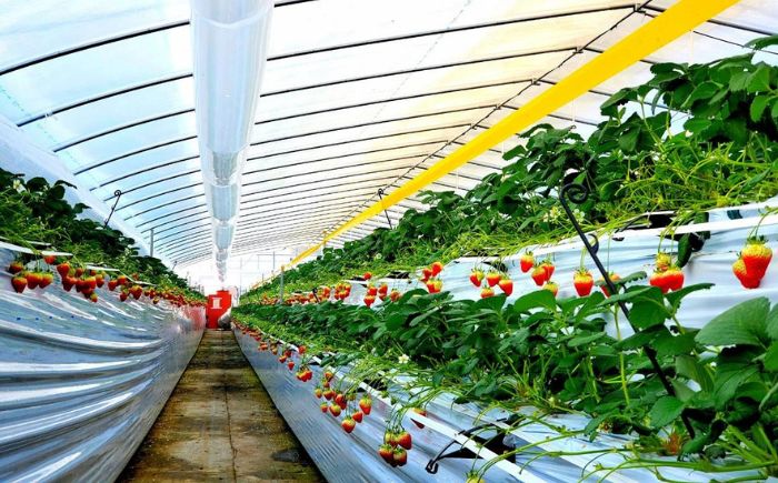 いちごジャム2種セット 140g×各1本 《足寄町》【足寄町農業協同組合】 [BEAB001]