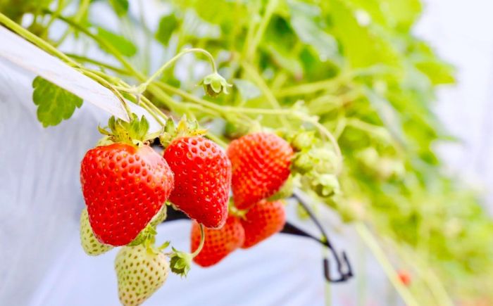 いちごジャム4種セット 140g×各1本 《足寄町》【足寄町農業協同組合】 [BEAB002]