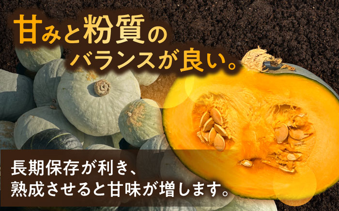北海道 かぼちゃ とっておき 2個 《足寄町》【足寄アグリバイオ株式会社】 かぼちゃ カボチャ とっておき ハロウィン グラタン スープ 旬 新鮮 北海道産 道産 寒冷地 あしょろ [BEAC010]