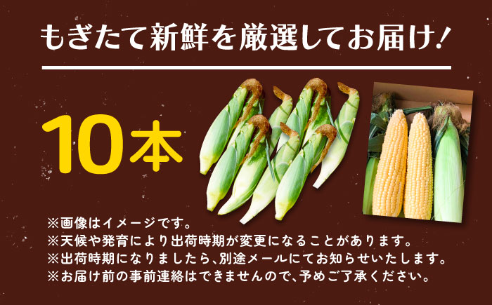 【先行予約】北海道 朝もぎ とうもろこし 10本（恵味ゴールド）【8月上旬以降発送】《足寄町》【党崎農場】 [BEAA003]