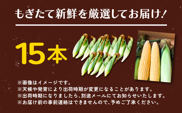 【先行予約】北海道 朝もぎ とうもろこし 15本【8月上旬以降発送】（恵味ゴールド）《足寄町》【党崎農場】 [BEAA004]