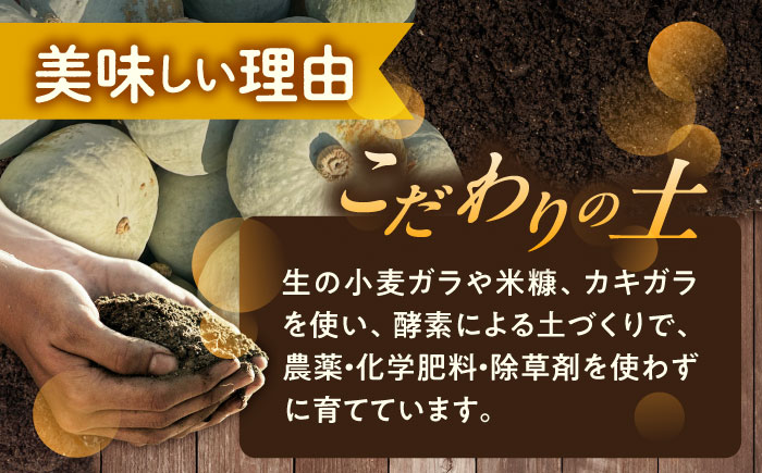 北海道 かぼちゃ とっておき 2個 《足寄町》【足寄アグリバイオ株式会社】 かぼちゃ カボチャ とっておき ハロウィン グラタン スープ 旬 新鮮 北海道産 道産 寒冷地 あしょろ [BEAC010]