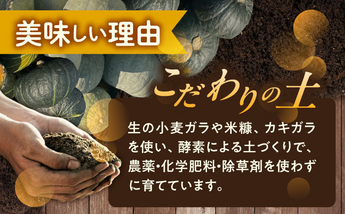 北海道 かぼちゃ ダークホース・とっておき・特濃こふき 3種類×2個 《足寄町》【足寄アグリバイオ株式会社】[BEAC013]