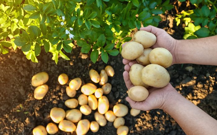 北海道産 じゃがいも ゆめいころ 10kg 《足寄町》【北海道エア・ウォーター・アグリ株式会社】 [BEBO001]