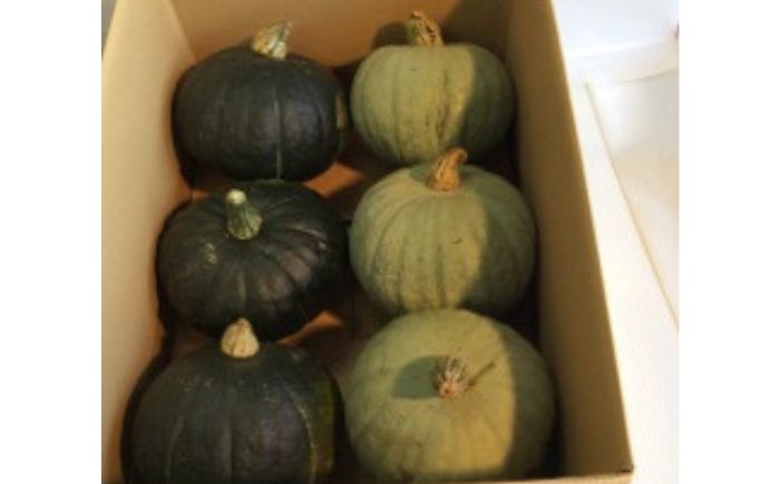 北海道 かぼちゃ 約12kg（ダークホース・とっておき）《足寄町》【足寄アグリバイオ株式会社】 [BEAC004]