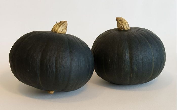 北海道 かぼちゃ ダークホース 2個 《足寄町》【足寄アグリバイオ株式会社】[BEAC009]