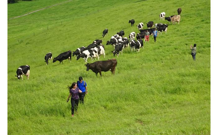 北海道十勝 牧場暮らし・チーズ造り 体験ツアー《足寄町》 【Slow Travel HOKKAIDO】 北海道旅行 体験 チーズ 牧場 見学 ツアー 体験型 旅 旅行 牧場見学 [BEAY001]