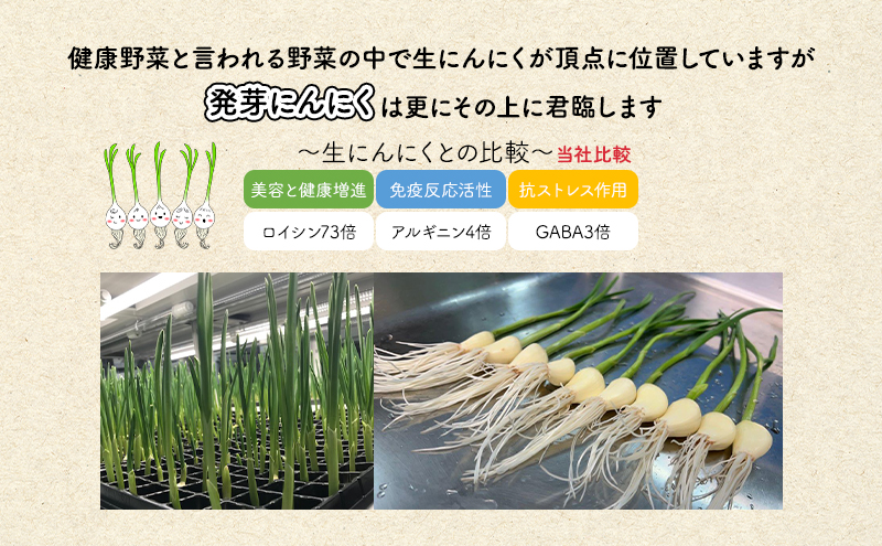 発芽にんにく 北海道産 ガーリックスプラウト姫美健 計50本 (10本入×5パック) にんにく ガーリック 野菜 健康