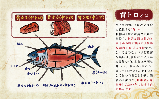 北海道産 天然 本マグロ 背トロ 冷凍 200g × 3柵 (訳あり 筋あり) 国産の本鮪を食卓へ【配送不可地域：離島】