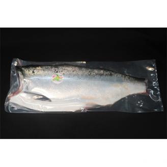 昆布森産限定活〆　トキシラズ(半身 1～1.5kg)＜昆布森沖定置網＞＜2021年6月発送＞【配送不可地域：離島】