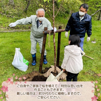 北海道釧路町の桜の木(1本)のオーナー権及びオーナー証＜ふるさと納税 自然 保護＞