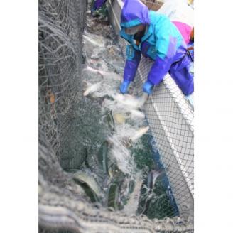 昆布森産限定活〆　トキシラズ(半身 1～1.5kg)＜昆布森沖定置網＞＜2021年6月発送＞【配送不可地域：離島】