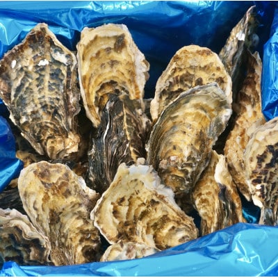 【2026年発送】北海道 仙鳳趾名産 牡蠣 100～149g×15個+かきナイフ付 K3-1【配送不可地域：離島・沖縄県・信越、北陸・東海・近畿・中国・四国・九州】