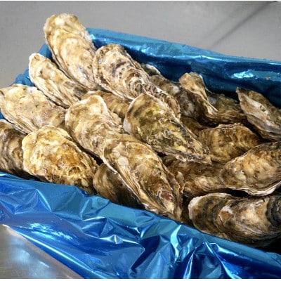 【2026年発送】北海道 仙鳳趾名産 牡蠣 150～199g×24個+かきナイフ付 K3-4【配送不可地域：離島・沖縄県・信越、北陸・東海・近畿・中国・四国・九州】