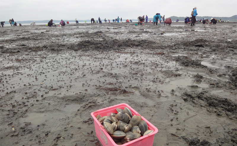 厚岸 あさり掘り 1名様 体験チケット