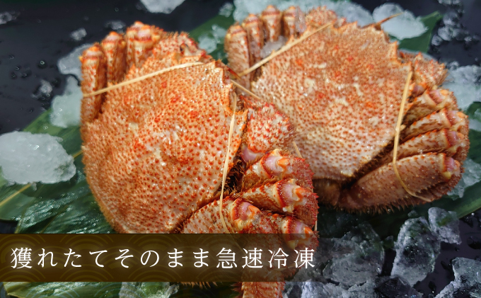 【3D冷凍】北海道産 冷凍ボイル毛がに 650g前後×1尾 毛カニ 蟹 毛ガニ カニ かに