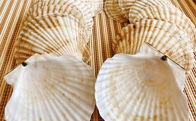 ☆使い道は様々☆ホタテの貝殻　15枚前後