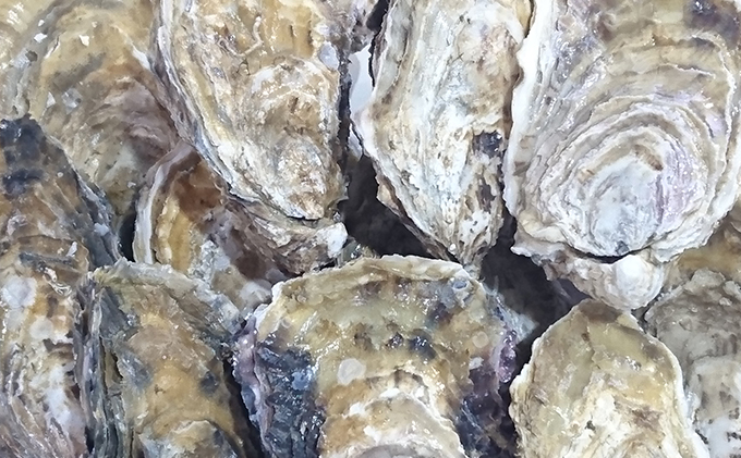 2025年2月発送 厚岸産 ブランドかき カキえもん LLサイズ　[№5863-0959]