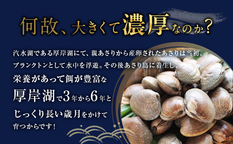 北海道 厚岸産 砂出し済み 活殻付き あさり 800g  新鮮 美味しい アサリ