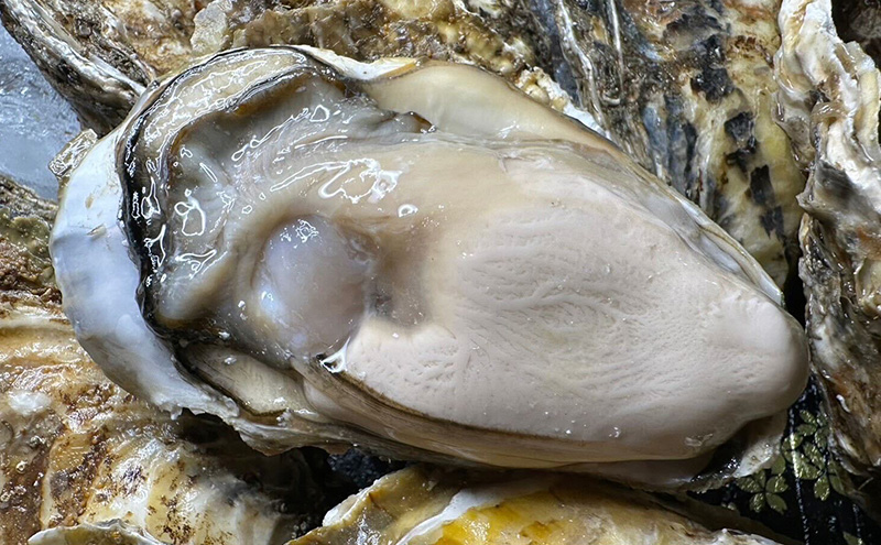 北海道 厚岸産 あさり1kg 殻付き 牡蠣 LLサイズ 20個　お歳暮 特別選別品