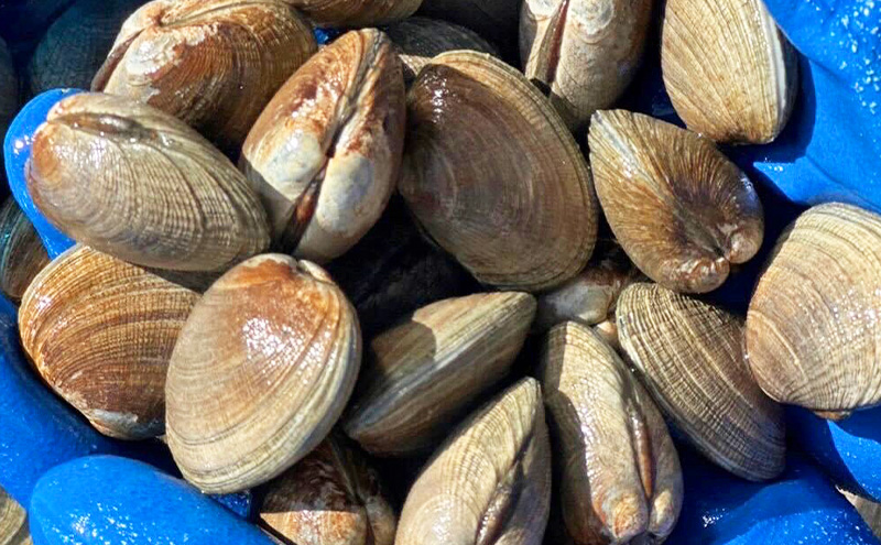北海道 厚岸産 あさり 1kg