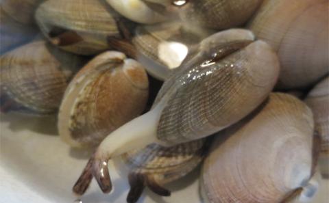 北海道厚岸産　特大あさり（砂出し済み）ムキ牡蠣（生食用）セット 魚貝類 生牡蠣 かき アサリ 浅利