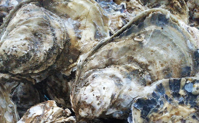 【厚岸漁協直売店特製】 かきガンガン焼 Lセット 15個 北海道 牡蠣 カキ かき  生牡蠣 殻付  魚介類