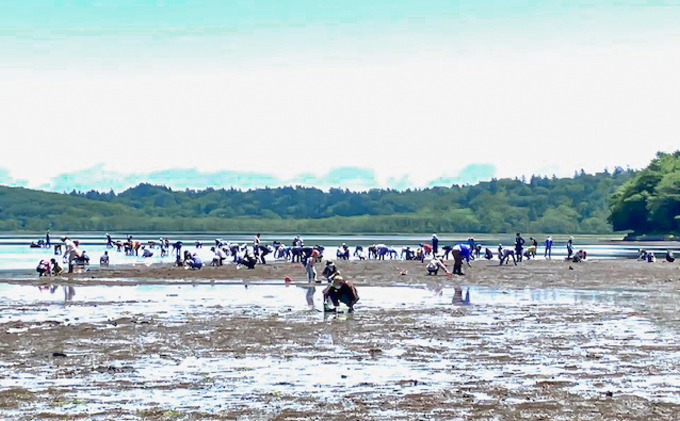 厚岸「あさり掘り」潮干狩り 2名様 体験チケット（お土産付き）