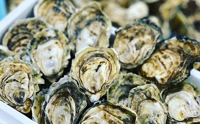 厚岸町産 干しカキえもん 生牡蠣 あさり セット