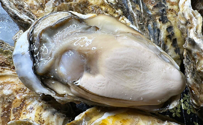 訳あり 北海道 厚岸産 あさり 殻付き牡蠣 各400g