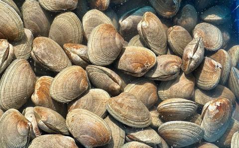 4回お届け（10月・11月・4月・5月） 定期便 北海道 厚岸産 あさり 1.5kg