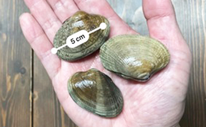 北海道 厚岸産 スーパー あさり（Lサイズ）1kg アサリ 味噌汁 魚介類