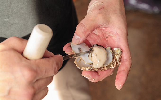 北海道 厚岸産 生食用 殻付カキ LLサイズ 10個 マルえもん 牡蠣: 厚岸