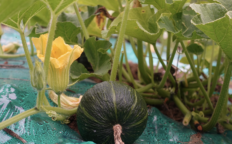 厚岸ハスカ 坊ちゃんかぼちゃ 約3kg（10～13個入り）