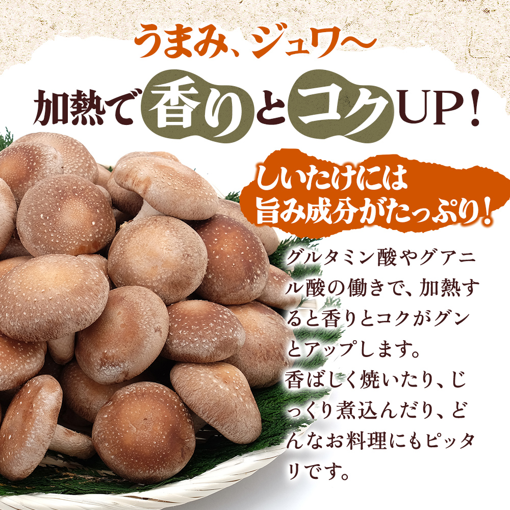 北海道産 厚岸町 上尾幌 菌床栽培 キングしいたけ 1パック プリンスしいたけ 2パック