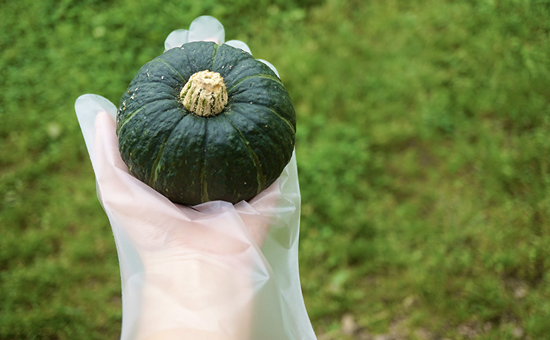 厚岸ハスカ 坊ちゃんかぼちゃ 約3kg（6～9個入り） 野菜 味が濃い 甘い 北海道産 北海道かぼちゃ パンプキン